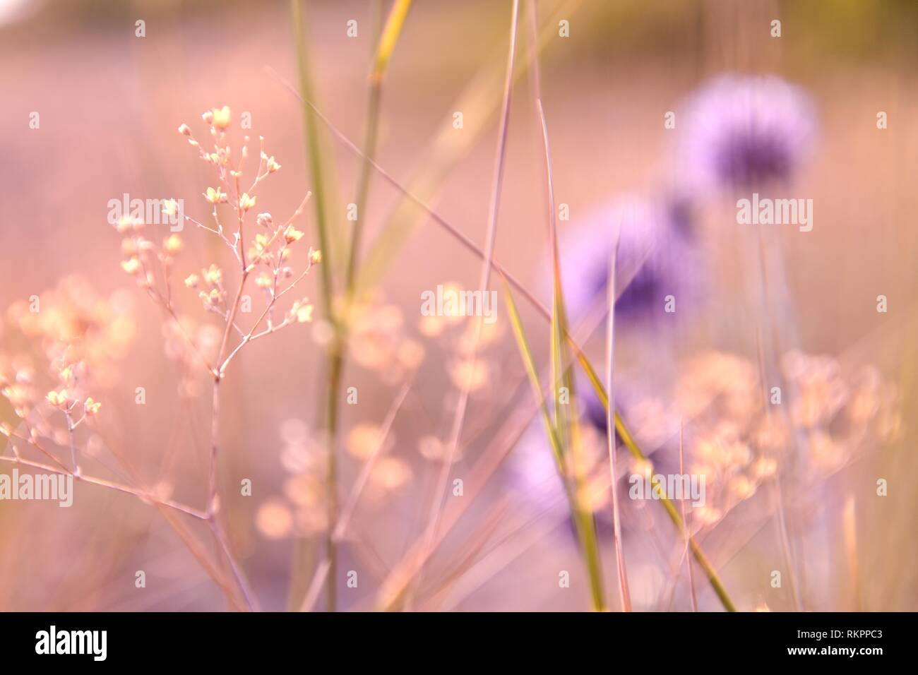 Essiccato fino autunno fiore su sfondo sfocato. Foto Stock