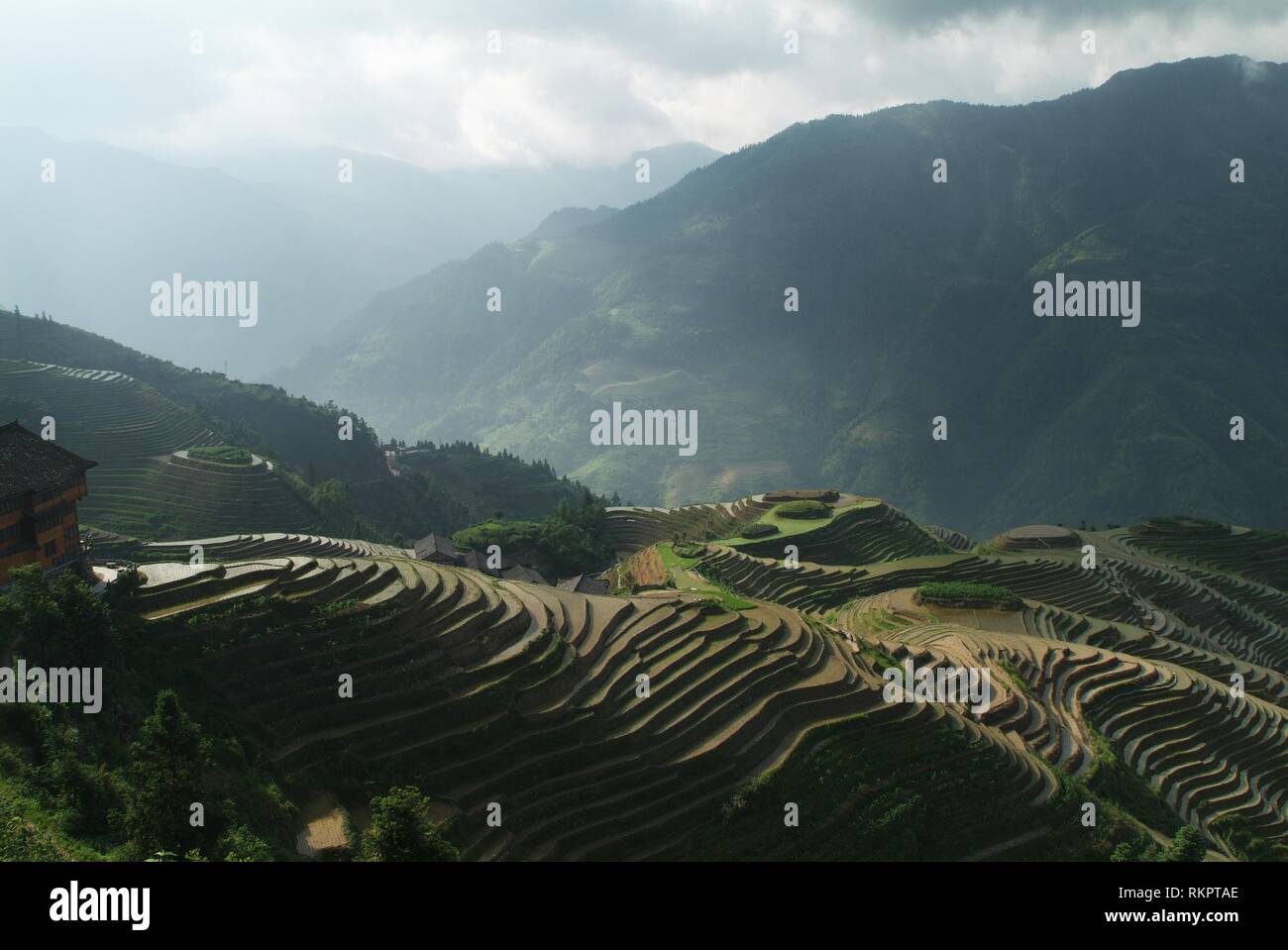 Una sezione della spettacolare Longji - Dragon's Backbone terrazze di riso a Ping An, Longshen County. Tagliato in i contorni del terreno e gestiti da m Foto Stock