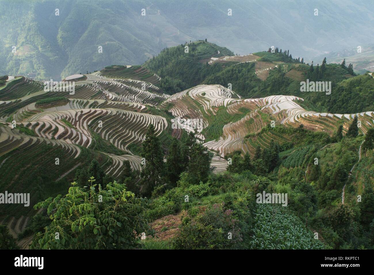 Una sezione della spettacolare Longji - Dragon's Backbone terrazze di riso a Ping An, Longshen County. Tagliato in i contorni del terreno e gestiti da m Foto Stock