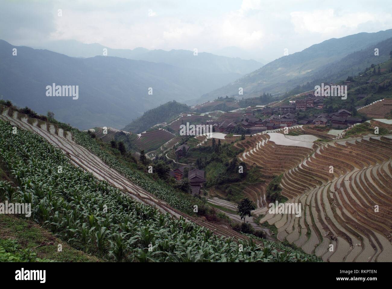 Una sezione della spettacolare Longji - Dragon's Backbone terrazze di riso a Ping An, Longshen County. Tagliato in i contorni del terreno e gestiti da m Foto Stock
