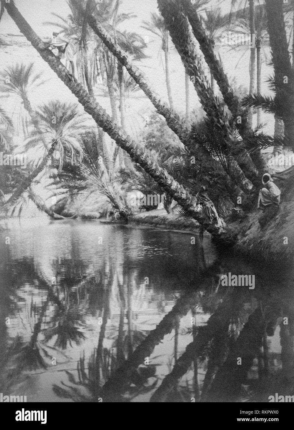 Alberi di palma, Tunisia Africa 1910-20 Foto Stock