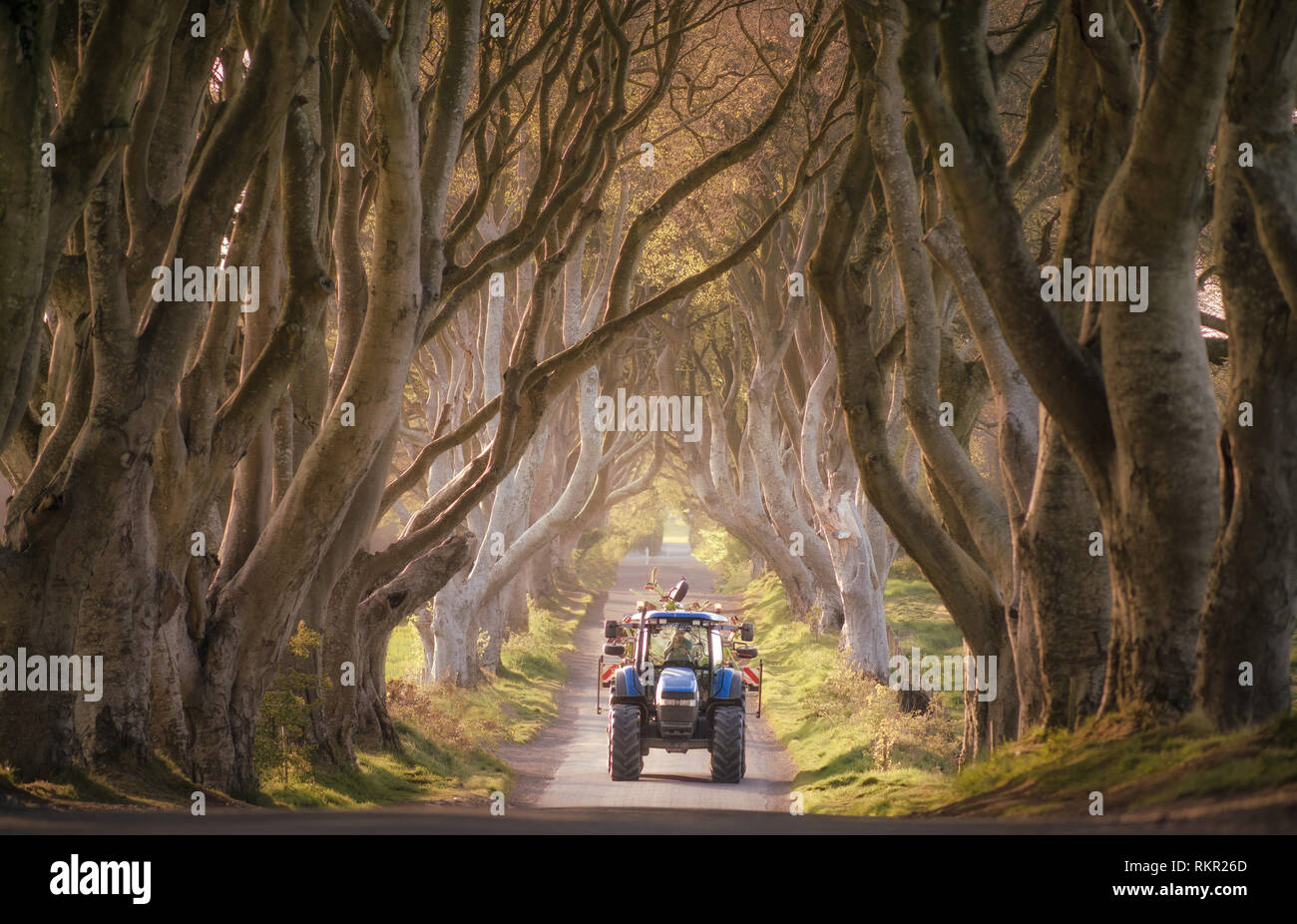 Le Siepi scuro è un famoso tunnel-come avenue di intrecciate faggi in Irlanda del Nord, e una delle più popolari attrazioni turistiche su t Foto Stock