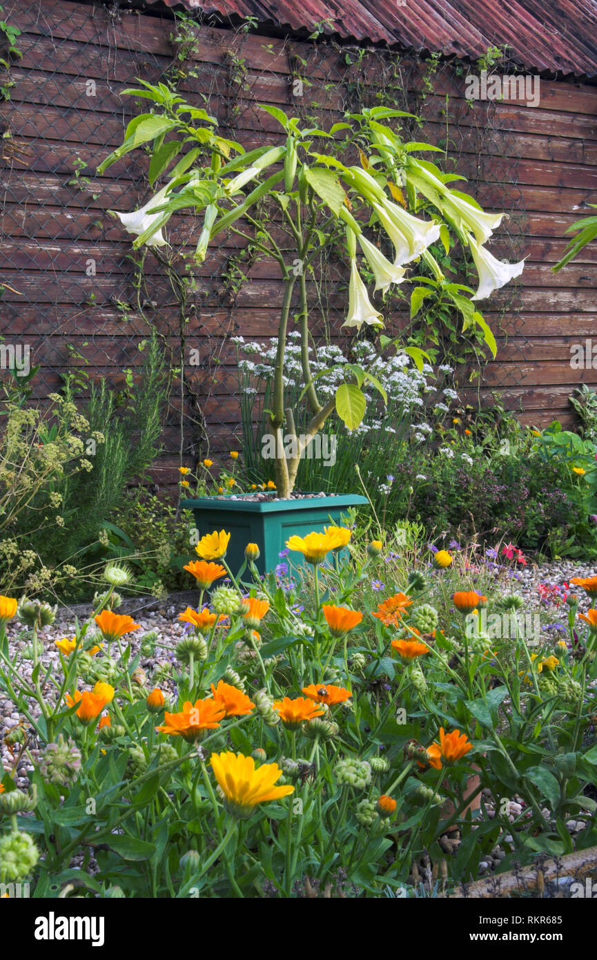 Brugmansia e Le calendule ina Welsh Garden cottage. Foto Stock