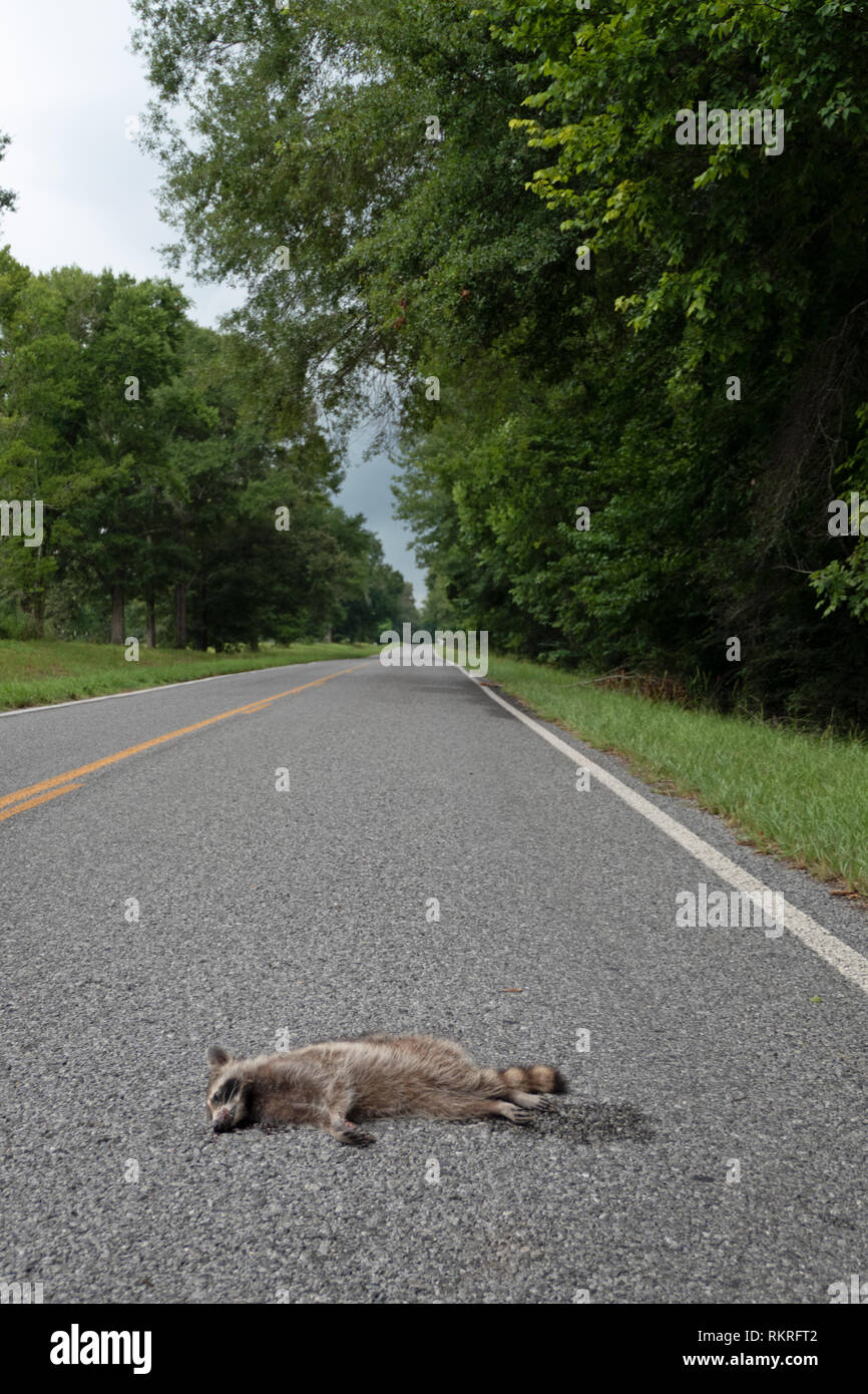 Road kill con raccoon ucciso da un auto in autostrada. Strada di campagna con animali morti nelle zone rurali del Mississippi, Stati Uniti d'America Foto Stock