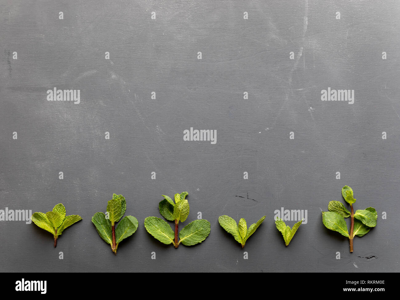 Fila di verde menta ciuffi di fondo di sfondo grigio scuro Foto stock -  Alamy