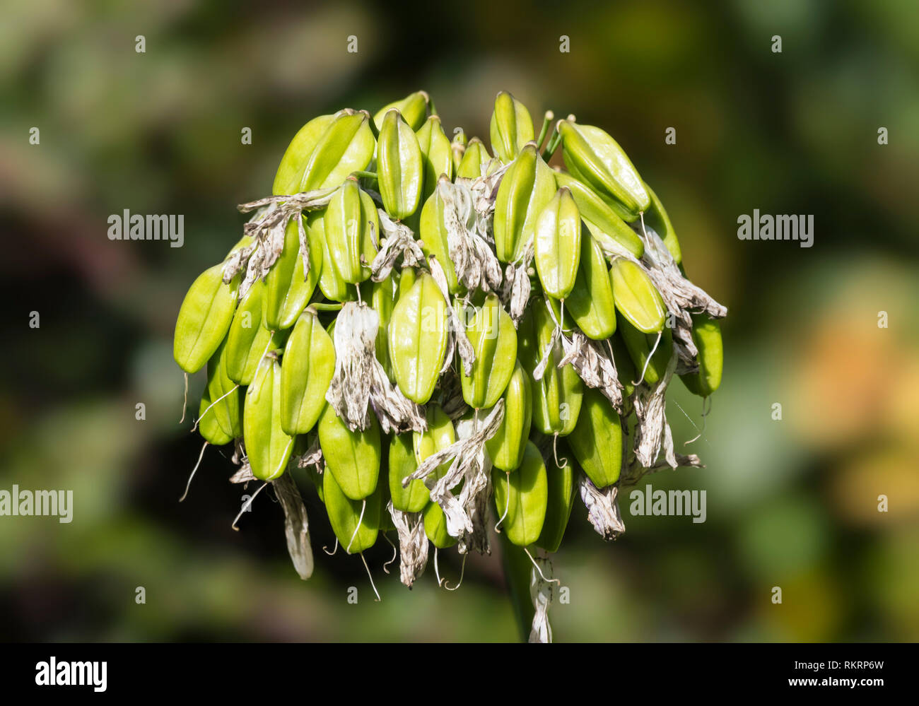 Agapanthus praecox subsp. orientalis seme head in autunno nel Regno Unito. Foto Stock