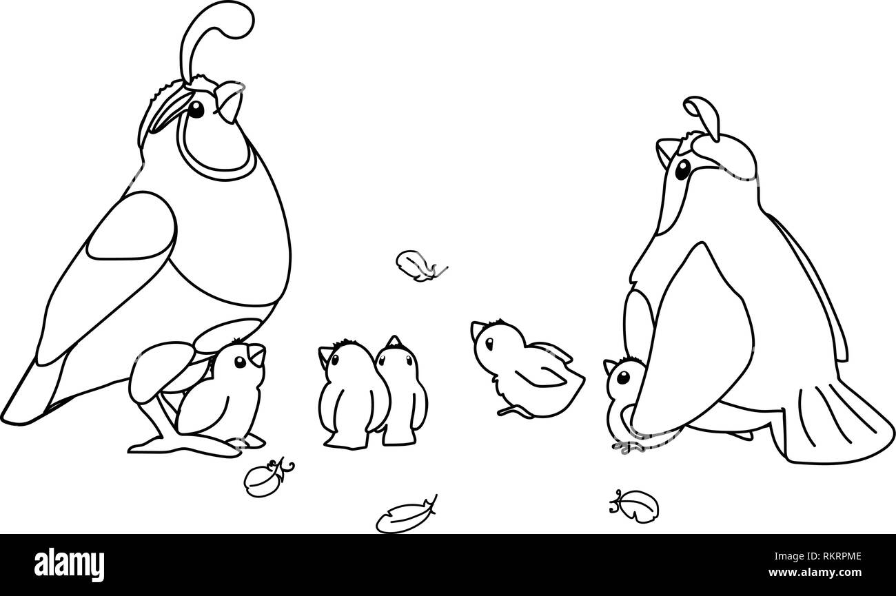 Vettore animale cartoon clip art california quaglia Illustrazione Vettoriale