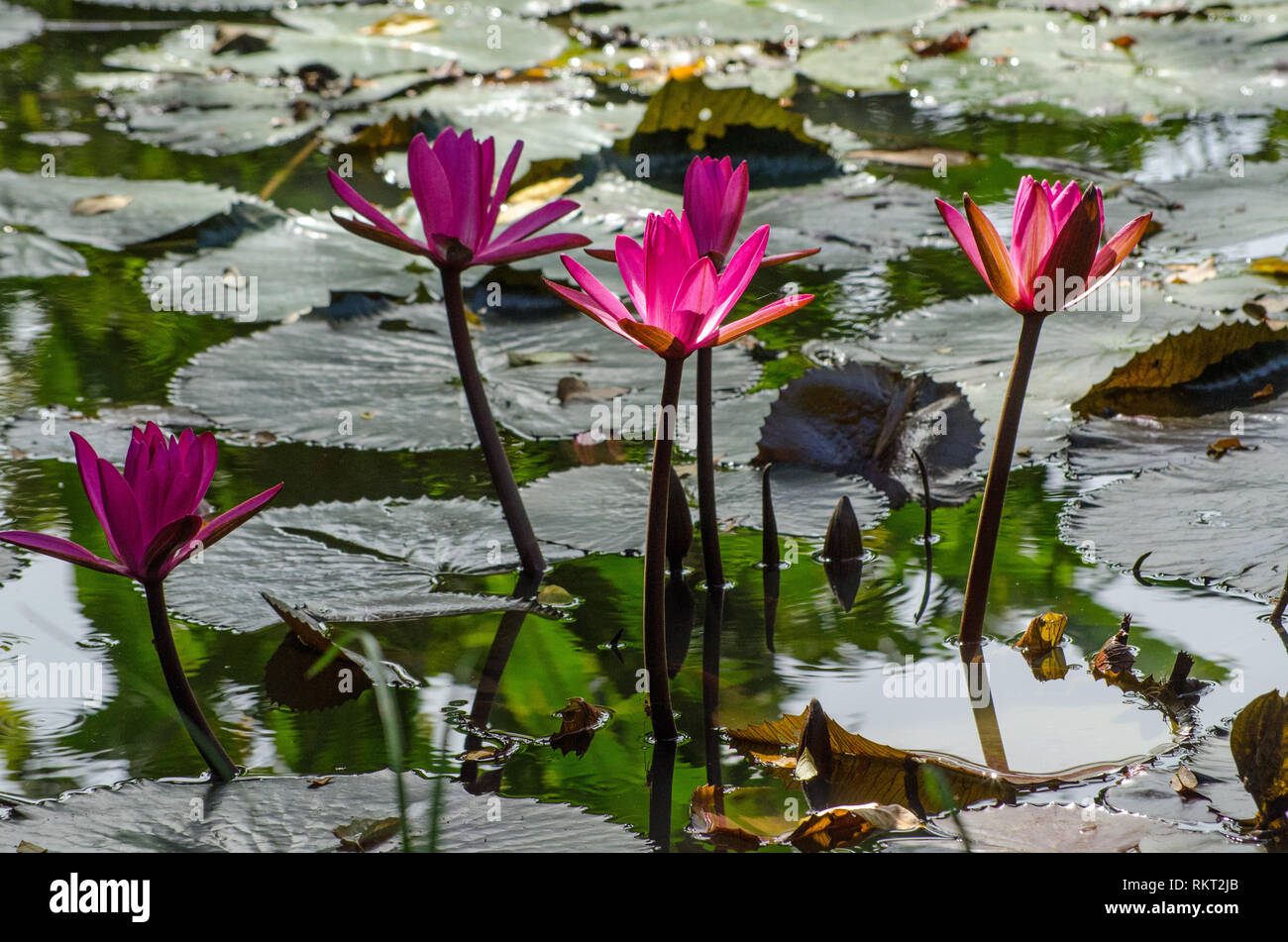 Rosa ninfee in fiore nel pezzata del sole su di un grande stagno in Tobago Trinidad e Tobago. Foto Stock