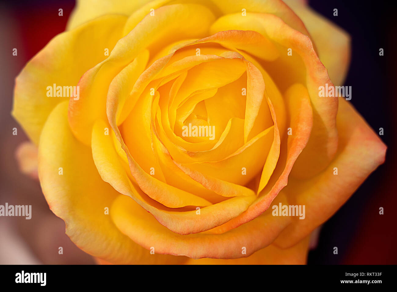 Rosa gialla top view close up isolato, fiore in fiore con texture floreali Foto Stock