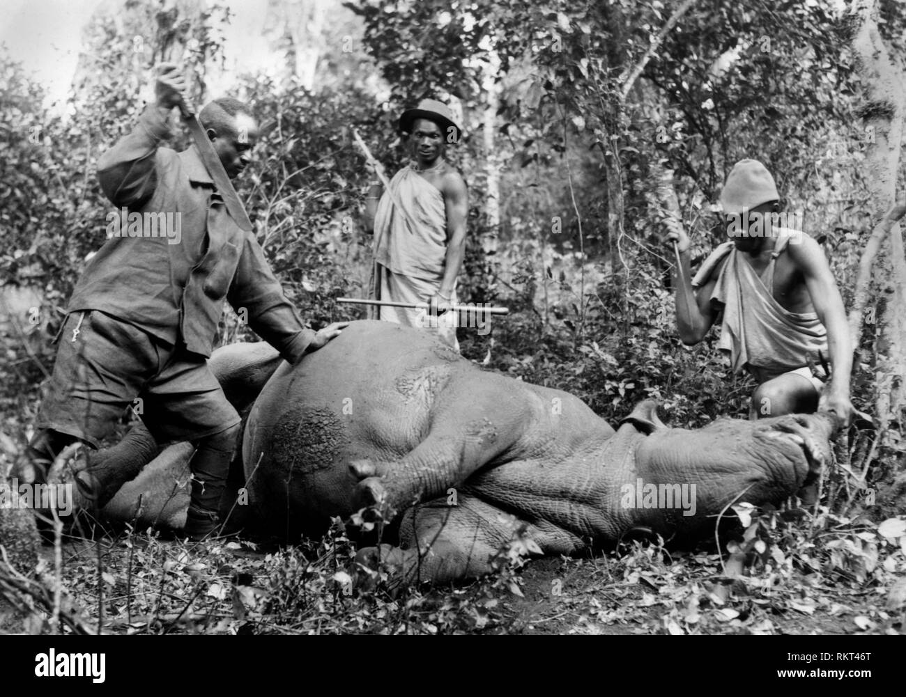 Africa, Kenya, abbattuto un rinoceronte, 1930 Foto Stock