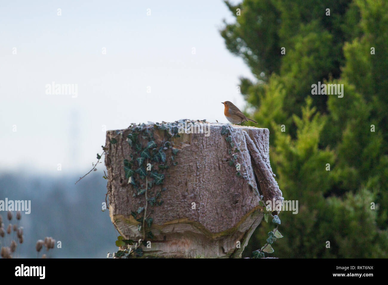 Robin seduto su un cut off tronco di albero in un giardino in una giornata di sole Foto Stock