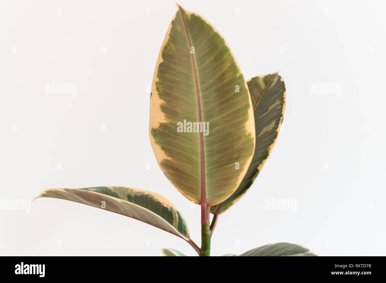 Le variegate baby impianto in gomma contro il muro bianco Foto Stock