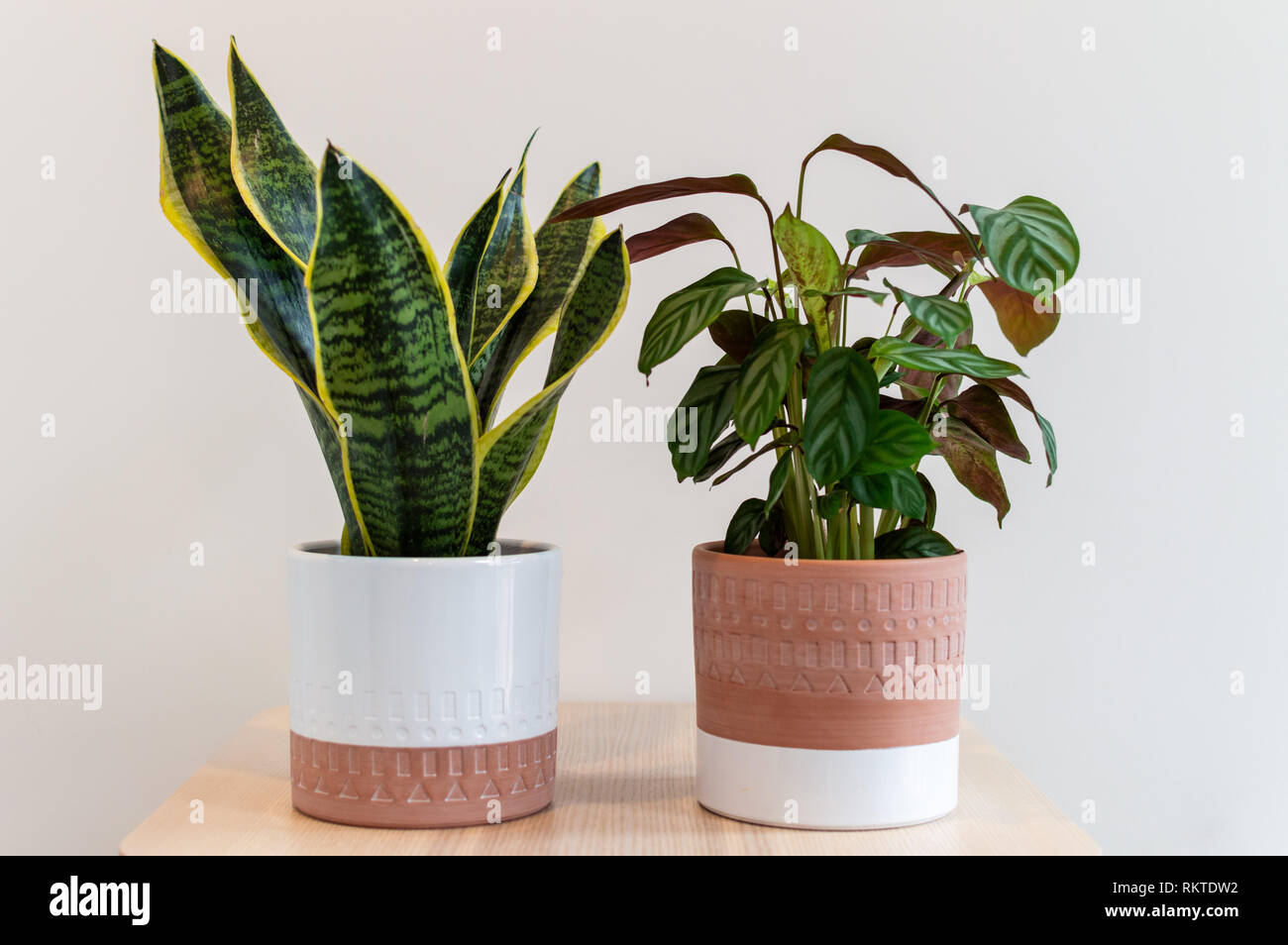 Impianto di pavone accanto all impianto di serpente in vasi di adattamento contro un muro bianco Foto Stock