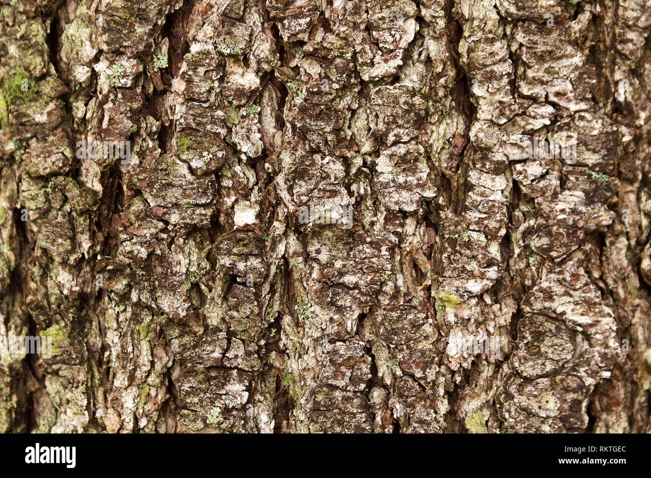 La consistenza di una corteccia di albero nella foresta IV Foto Stock