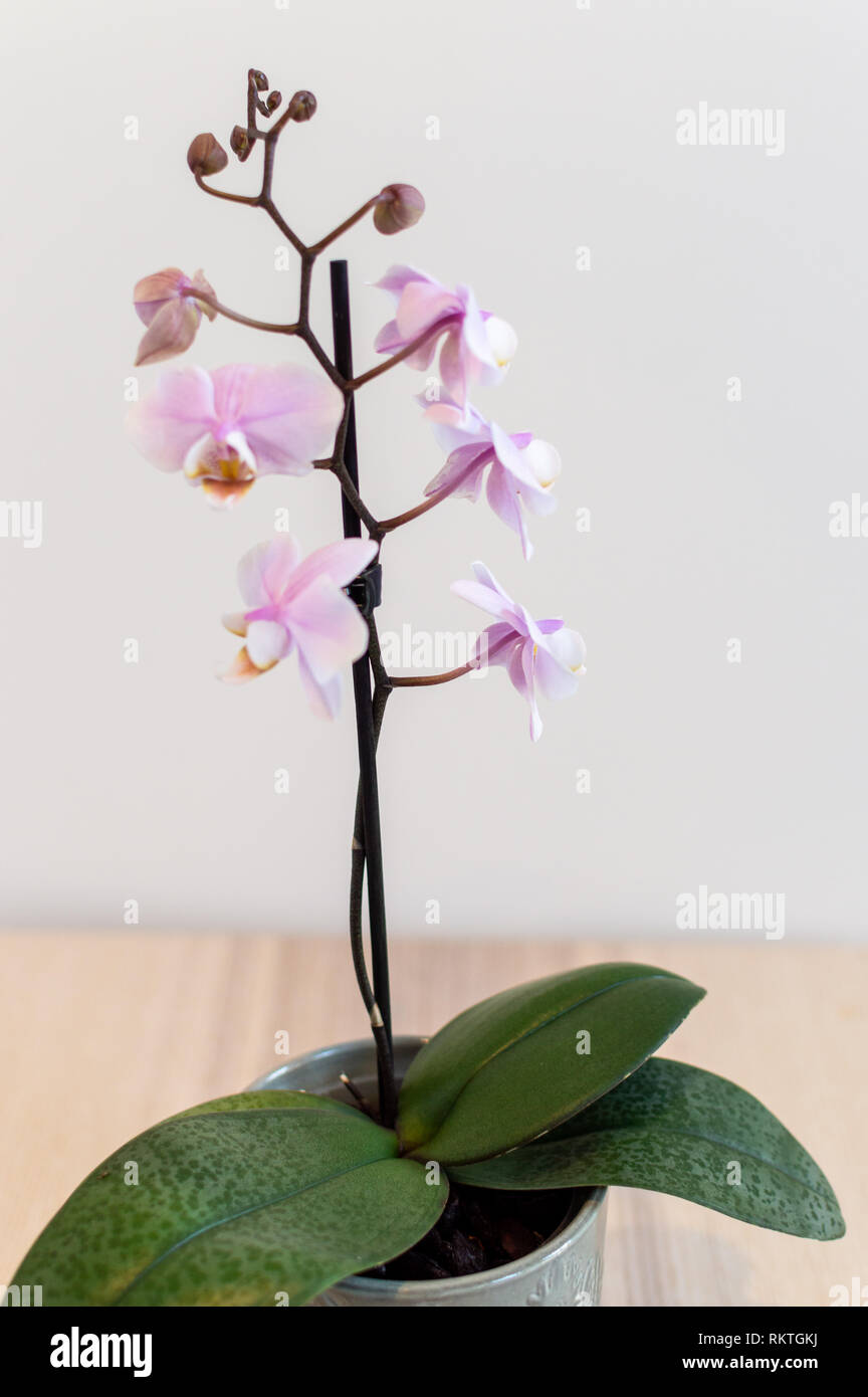 Rosa di piante di orchidee contro il muro bianco Foto Stock
