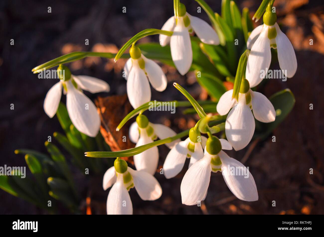 Snowdrop all'inizio della primavera Foto Stock