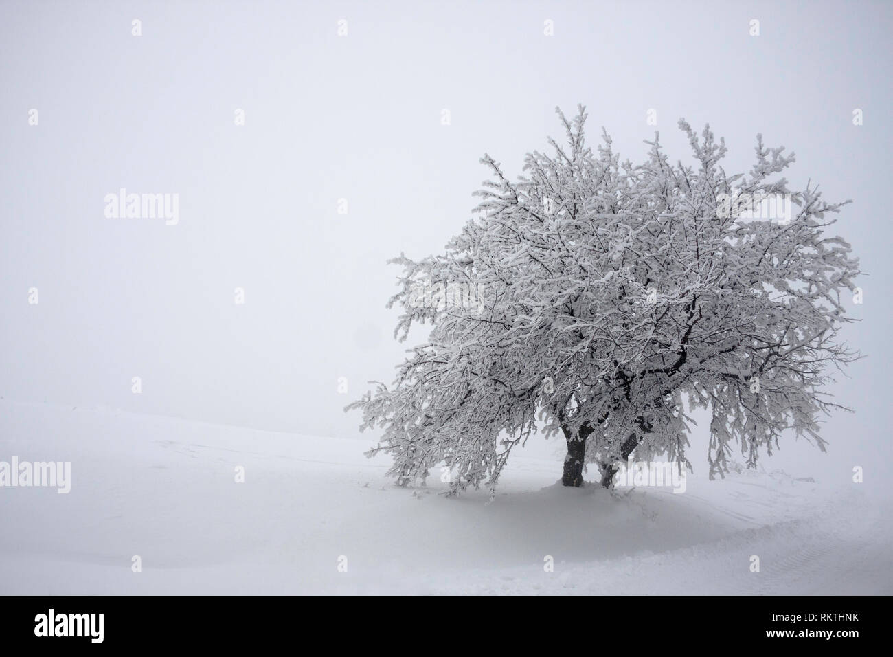 Due tronchi di alberi con foglie regno ricoperto di uno spesso strato di neve pupazzo di neve Foto Stock