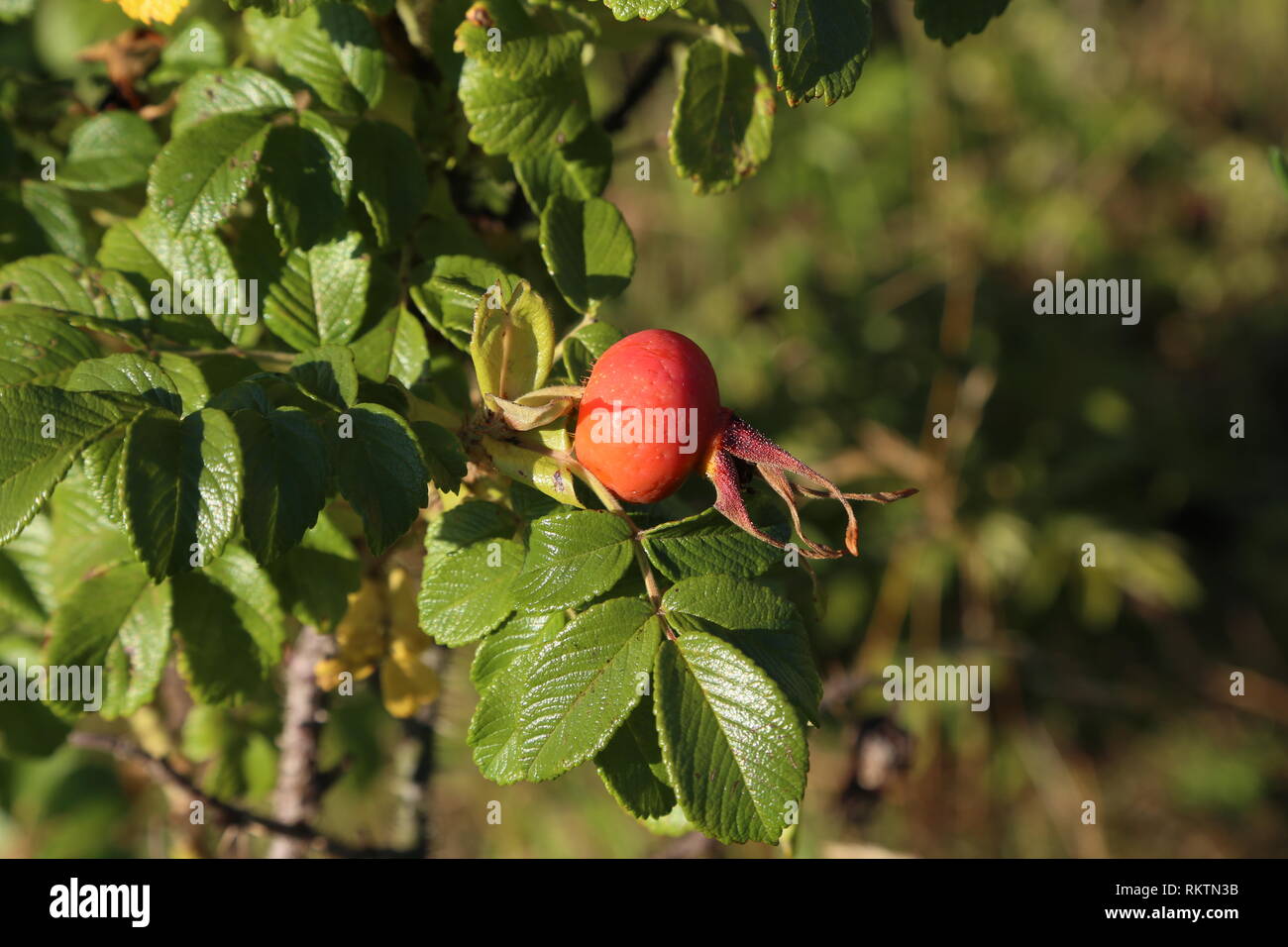 Frutto rosa canina sui rami spinosi Foto Stock