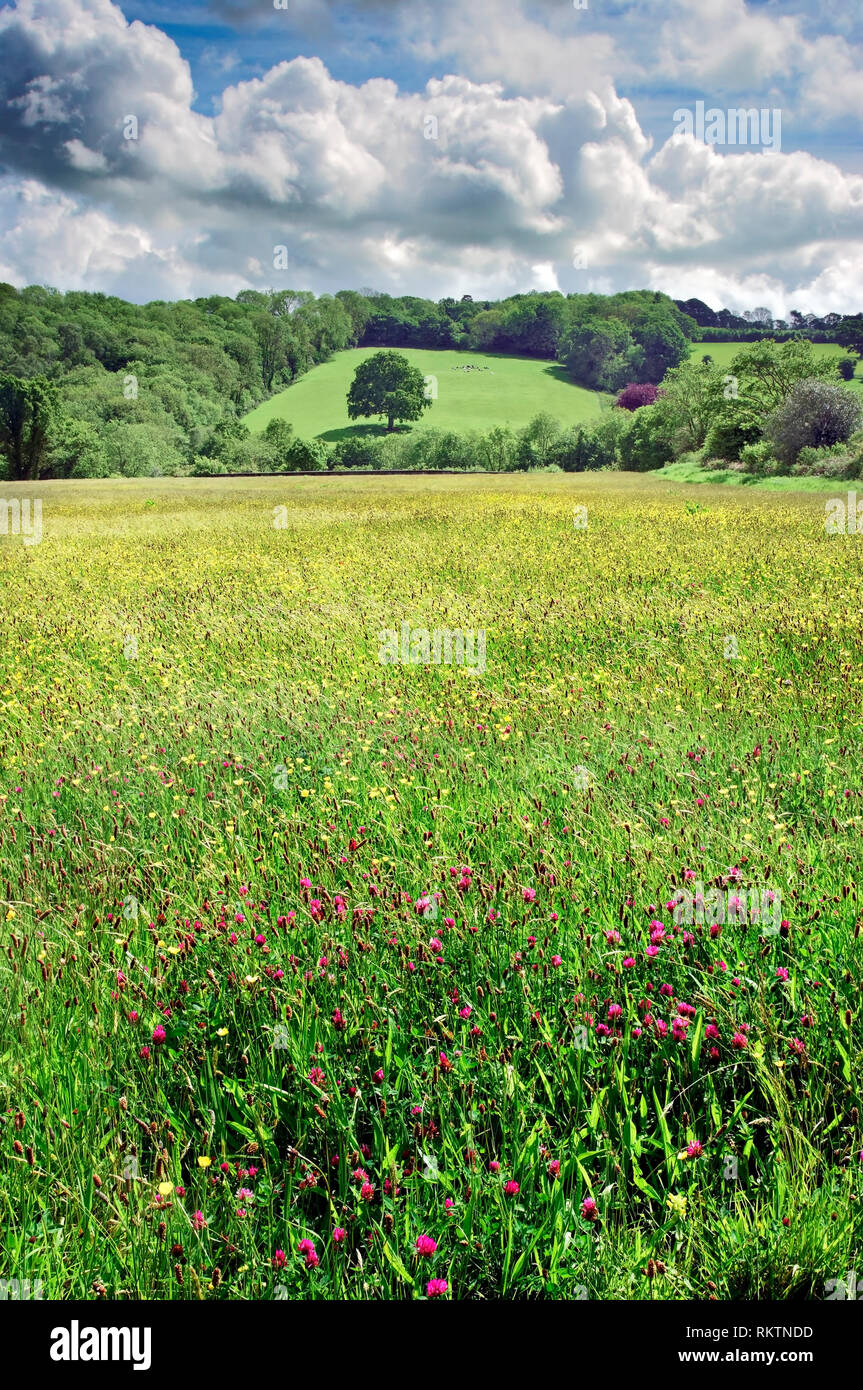 Una soleggiata vista del paesaggio fertile in Pembrokeshire, Galles. Foto Stock