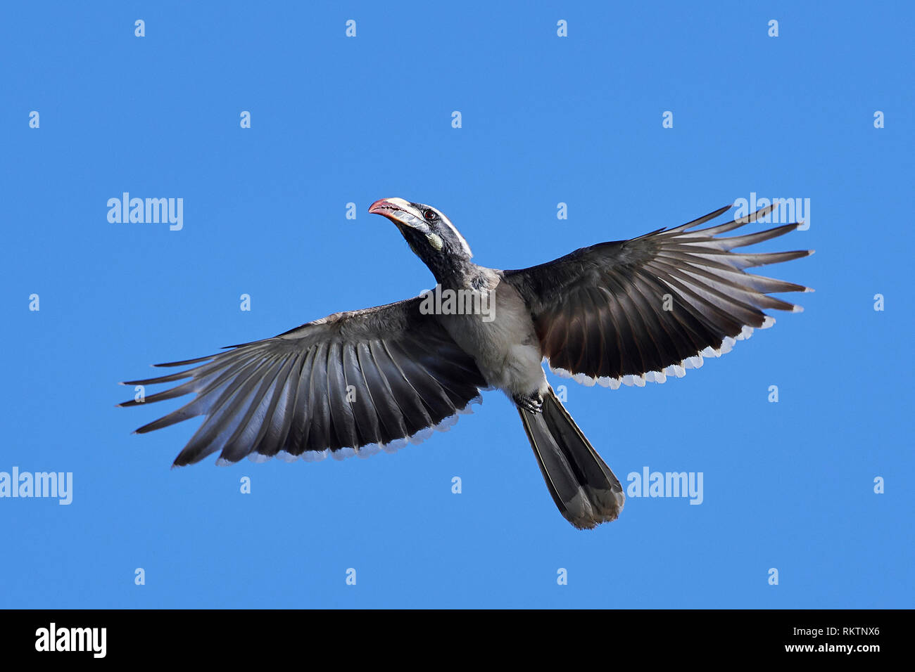 Grigio africano hornbill in volo con i cieli blu in background Foto Stock