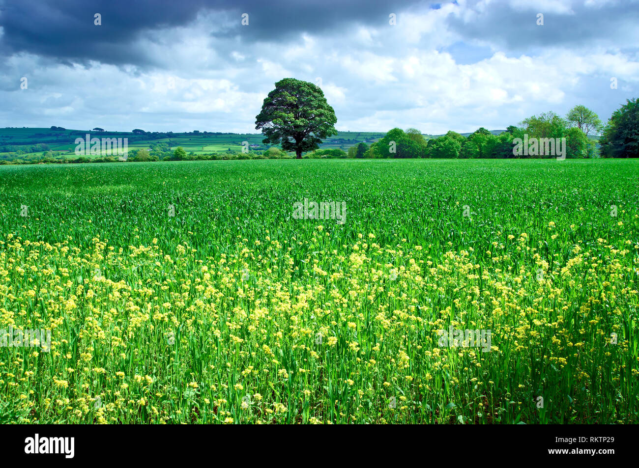 Una soleggiata vista del paesaggio fertile in Pembrokeshire, Galles. Foto Stock