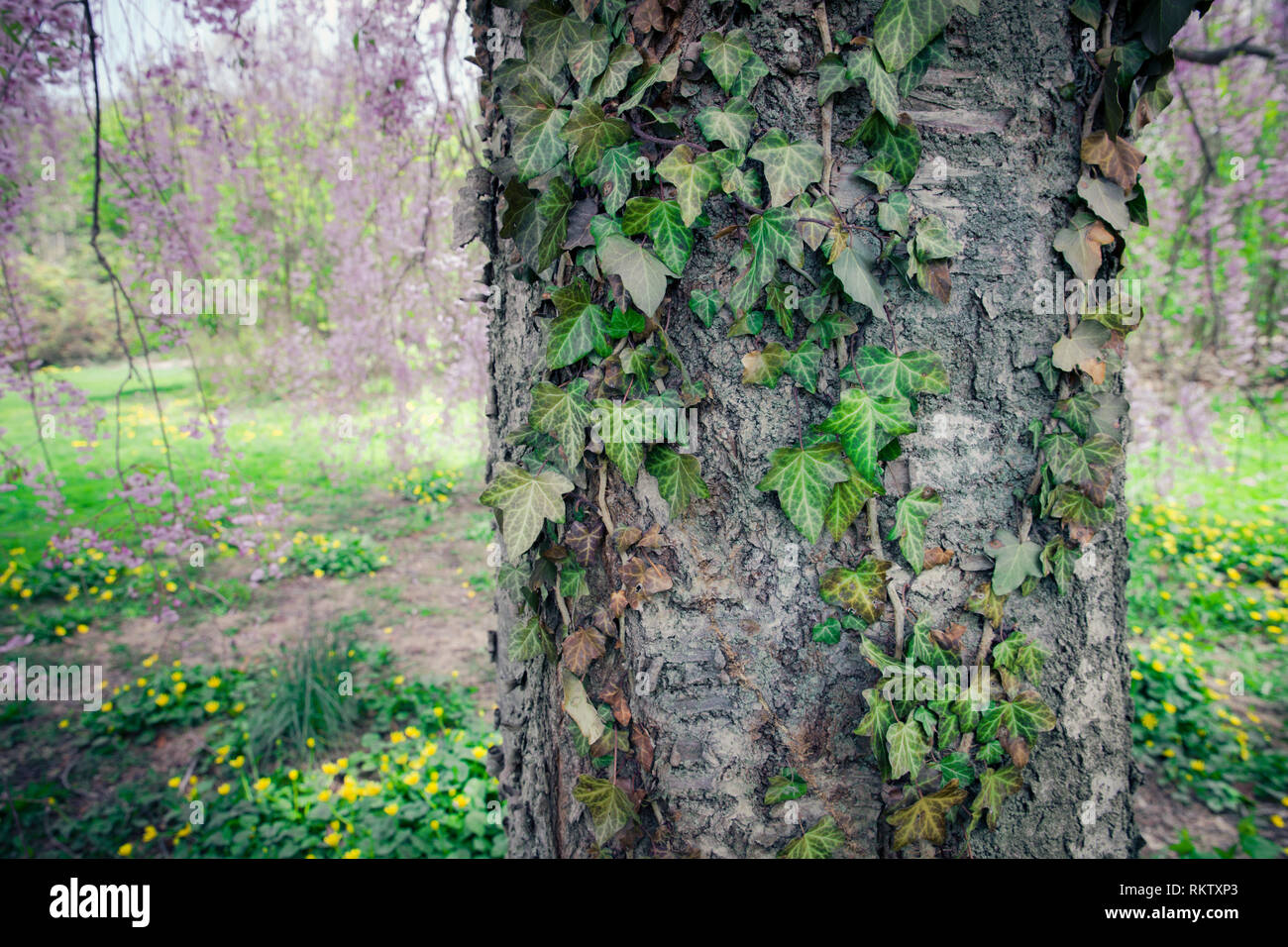 Dettaglio della corteccia sul tronco di albero con vite di edera Foto Stock