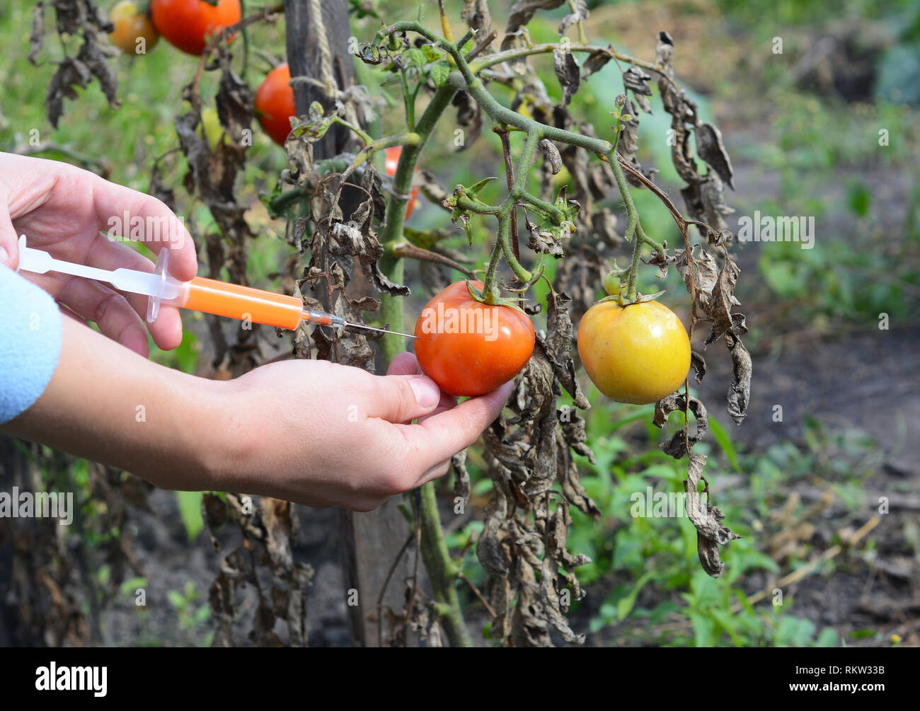 Scienziato iniettare sostanze chimiche in rosso pomodoro OGM. Concetto per chimico OGM alimenti geneticamente modificati. Alimenti geneticamente modificati vantaggi e svantaggi. Foto Stock