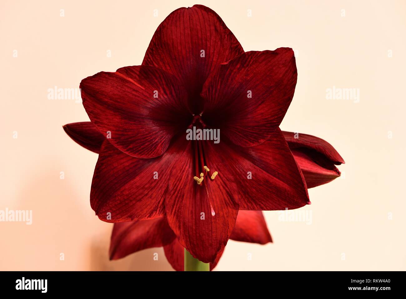 Vista dettagliata del Amaryllis Perla Nera Foto Stock