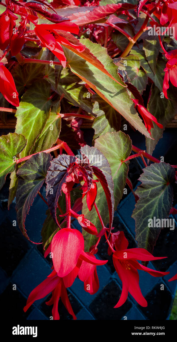 Red gli steli e i fiori di un esercizio annuale di Begonia Foto Stock