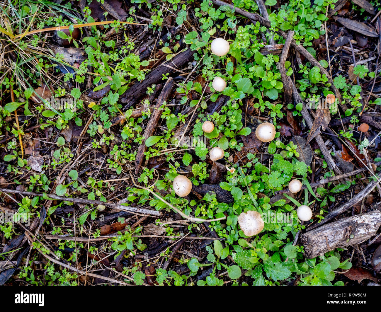 Piccoli funghi con piante e rami sfondo texture Foto Stock