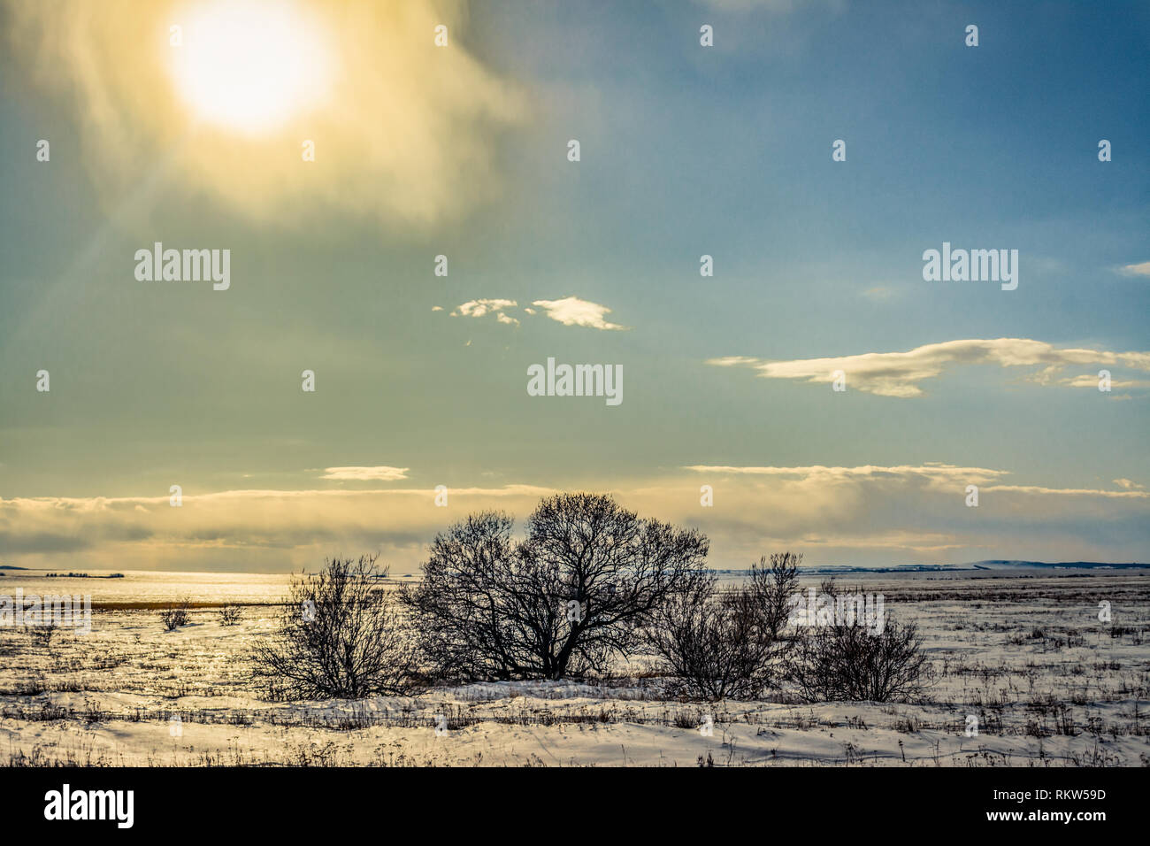 Campo con alberi in inverno giornata di sole Foto Stock