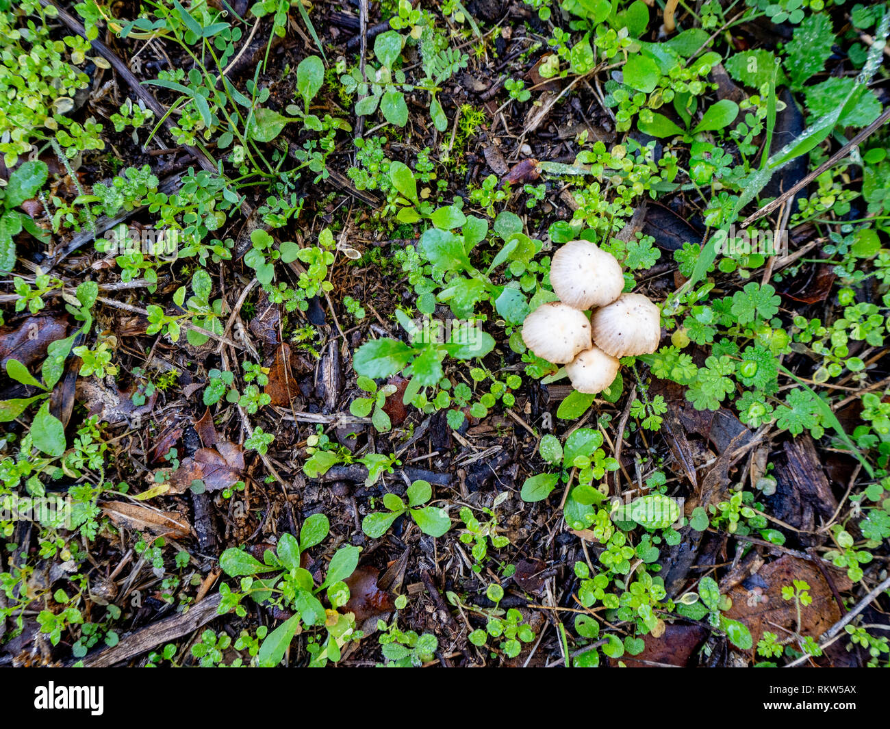 Piccoli funghi con piante e rami sfondo texture Foto Stock