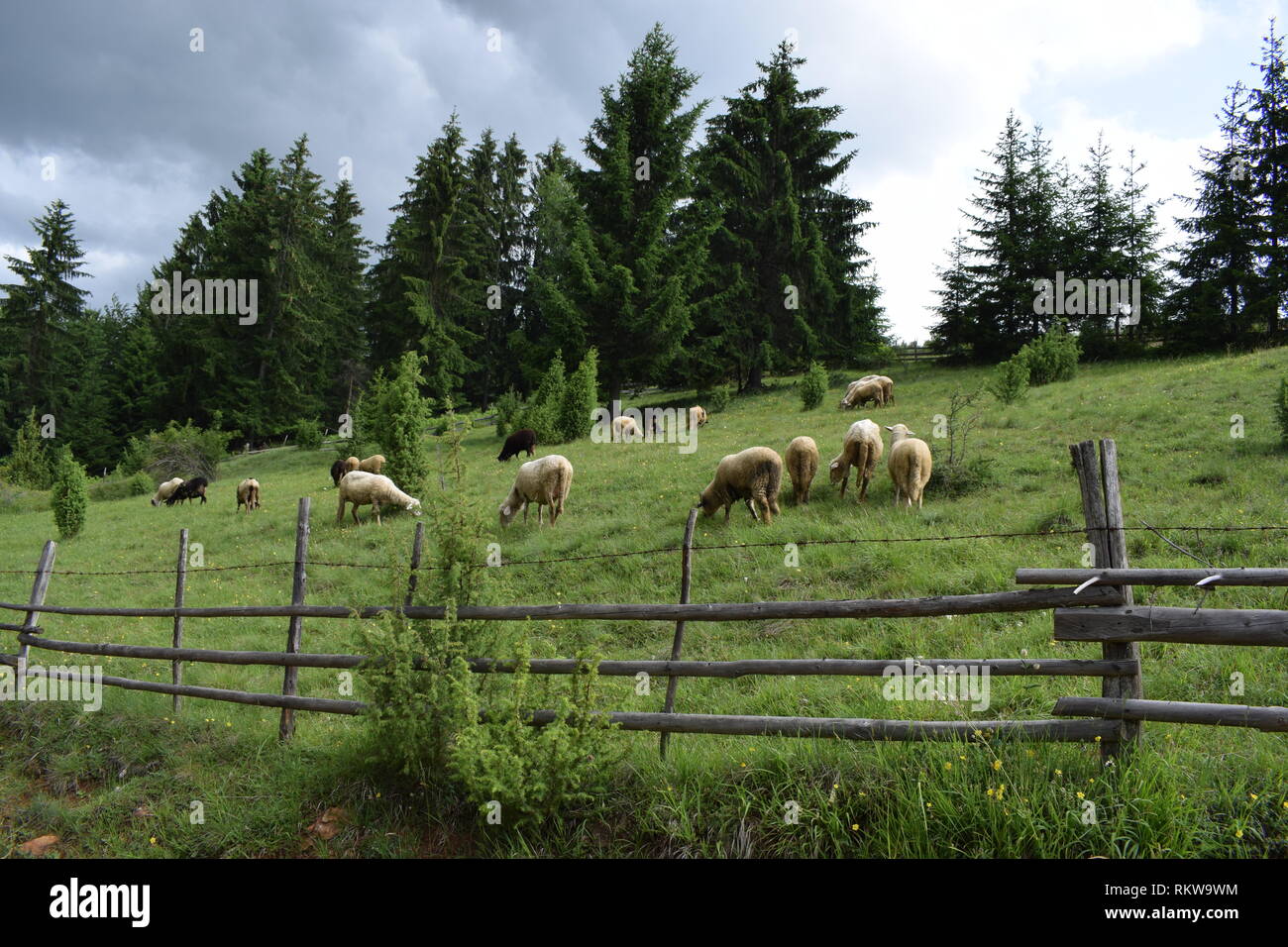 Pecore sul campo Foto Stock