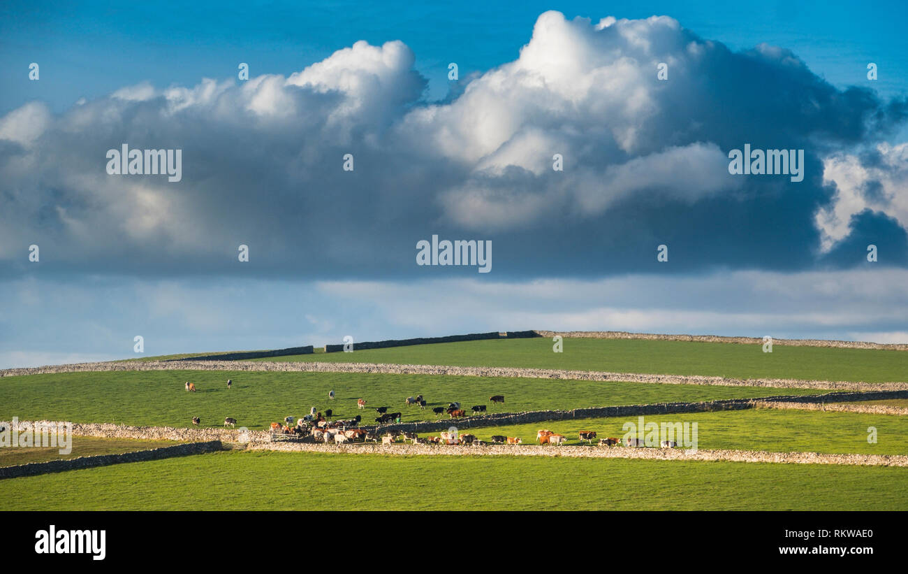 Una mandria di mucche seguire il leader al tempo di mungitura. Foto Stock