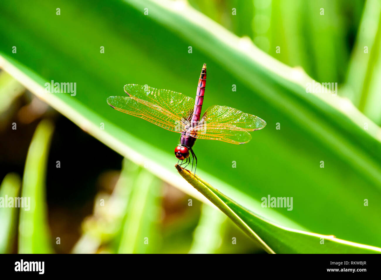 Close-up di una libellula Foto Stock