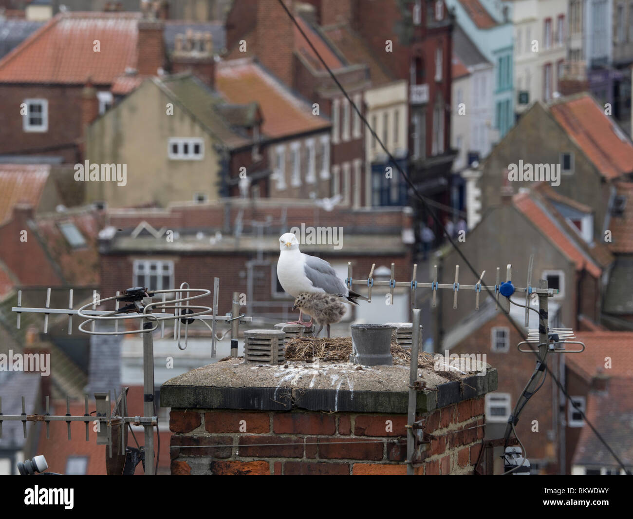 Aringa Gull e ceci su un nido su un comignolo. Foto Stock