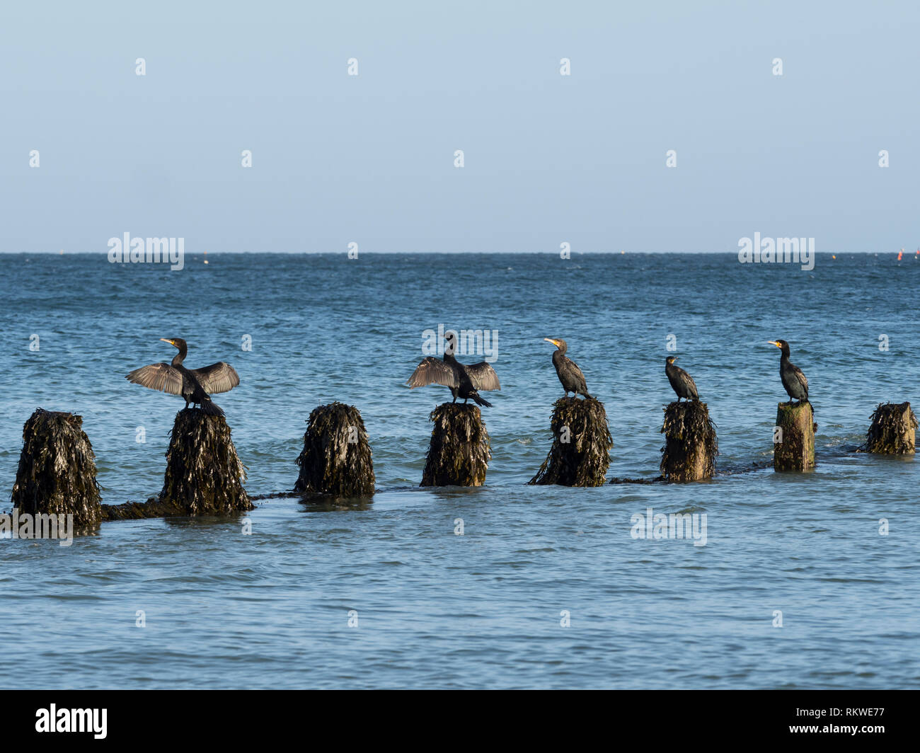 Cormorani seduto su un mare groyne. Foto Stock