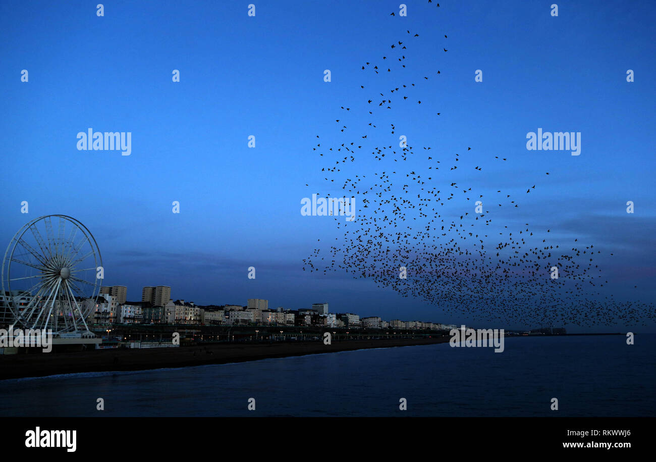 Londra, Regno Unito. 12 Feb, 2019. Un gregge di storni volare vicino alla spiaggia di Brighton nel tramonto glow, Feb 12, 2019. Brighton, 76 chilometri a sud di Londra, è una rinomata località balneare sulla costa sud dell'Inghilterra. Credito: Han Yan/Xinhua/Alamy Live News Foto Stock