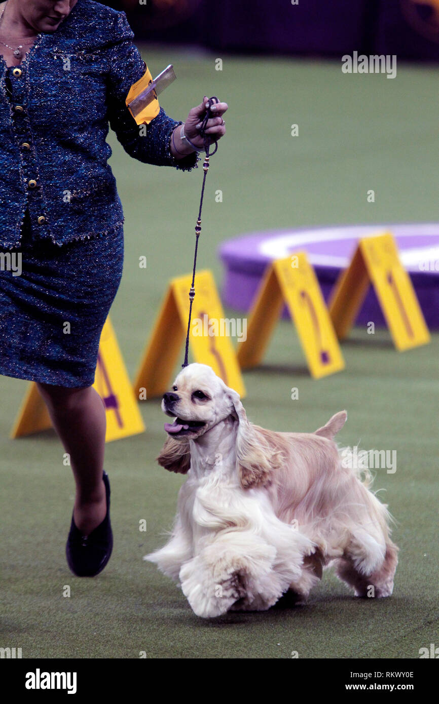 New York, Stati Uniti d'America. 12 feb 2019. Westminster Dog Show - New York City, 12 febbraio, 2019: Charlie, un Ascob Cocker Spaniel con il suo gestore durante il giudicare del gruppo sportivo al 143annuale di Westminster Dog Show, il martedì sera al Madison Square Garden di New York City. Credito: Adam Stoltman/Alamy Live News Foto Stock