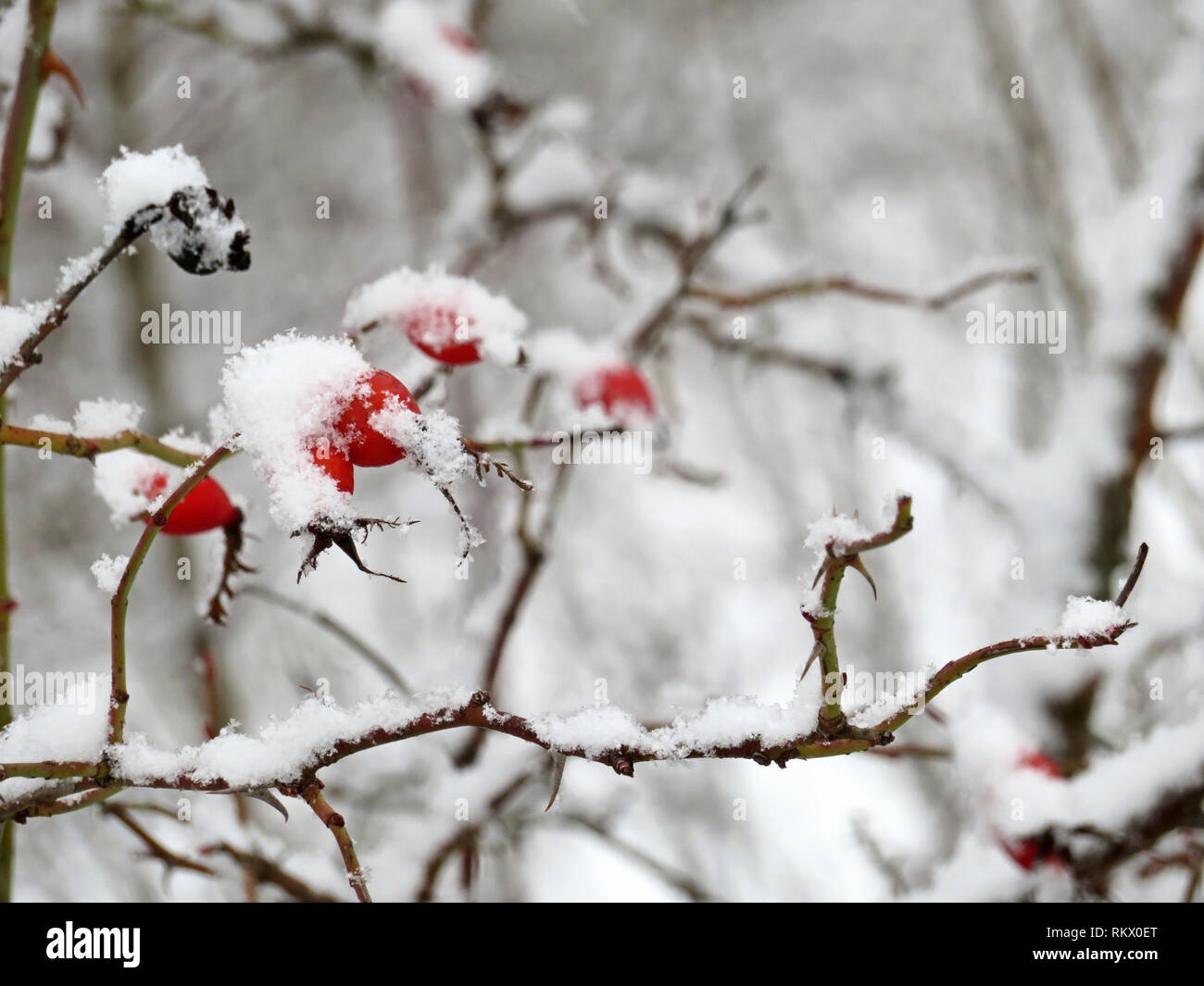 Rosa sulla neve bianca immagini e fotografie stock ad alta risoluzione -  Alamy