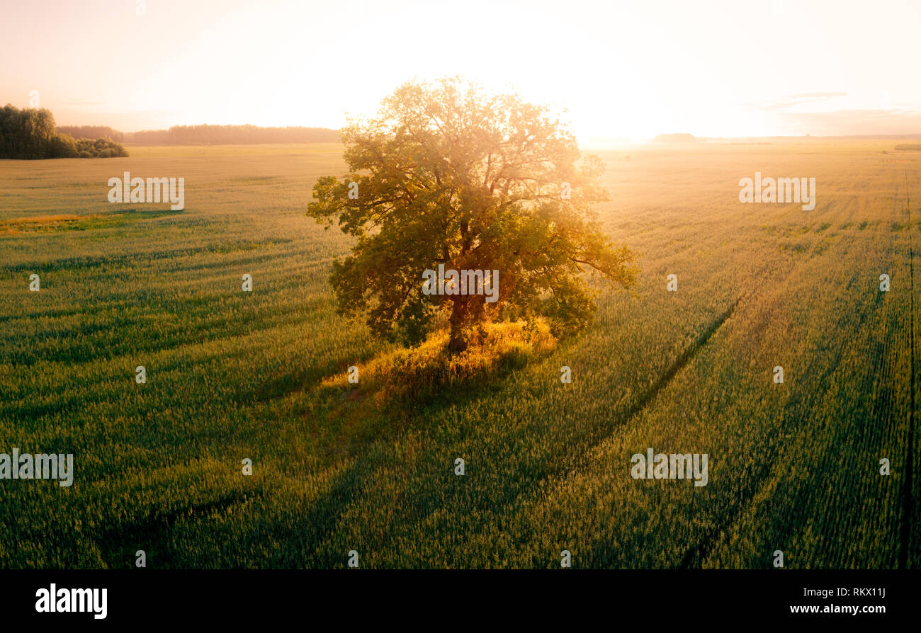 Albero solitario nel campo al tramonto, Vista Aerea Foto Stock