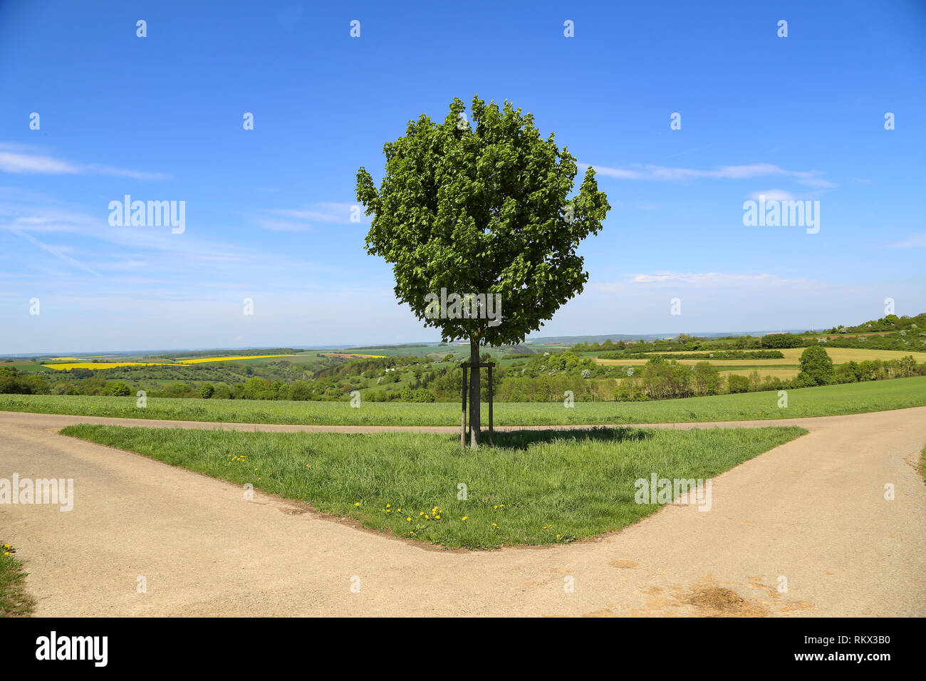 Albero verde sorge in corrispondenza di una biforcazione della strada Foto Stock