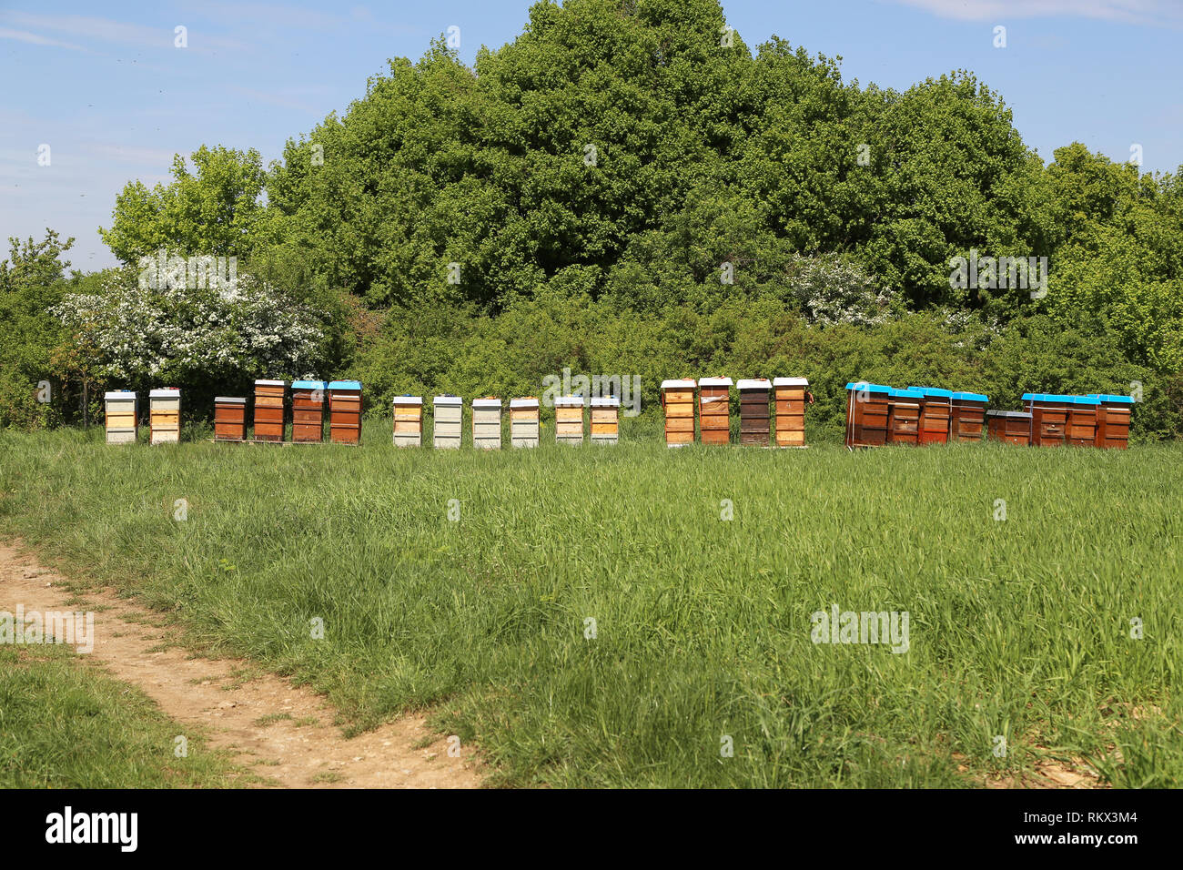 Apiario con alveari colorati sul bordo della foresta Foto Stock