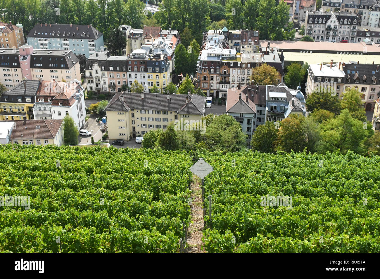 Membro Wine Estate Freiburg su ripidi pendii sopra di Freiburg im Breisgau, Baden Wurttemberg, Germania, Europa Foto Stock