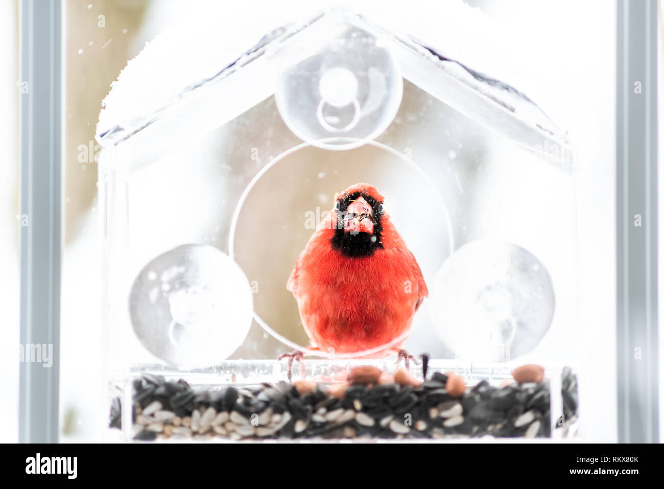 Sporco maschio rosso cardinale settentrionale, Cardinalis, buffo uccello appollaiato sulla plastica vetro colorato alimentatore in Virginia fiocchi di neve caduta sunflo mangiare Foto Stock