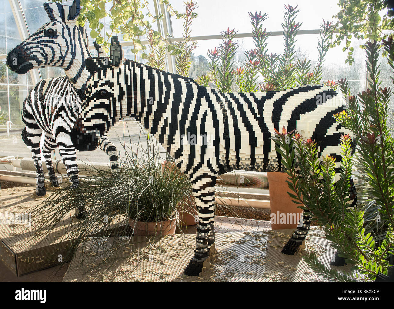 A GRANDEZZA NATURALE i modelli di Lego di zebra a 'La Grande mattone Safari' 2019 ad RHS Wisley giardino, Surrey Foto Stock