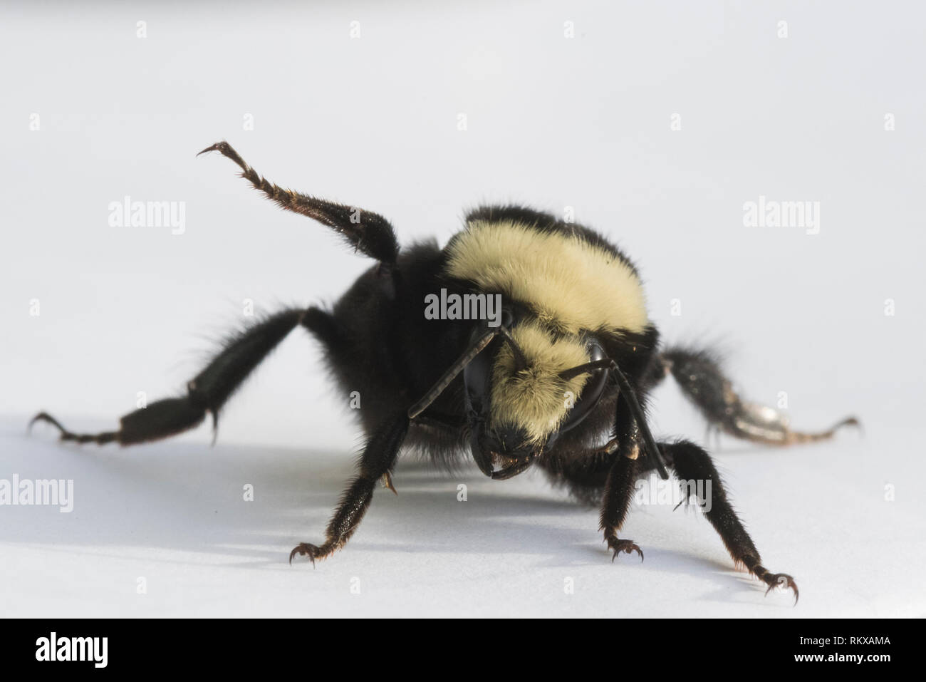 Giallo-di fronte a Bumblebee (Bombus vosnesenskii) Queen Foto Stock