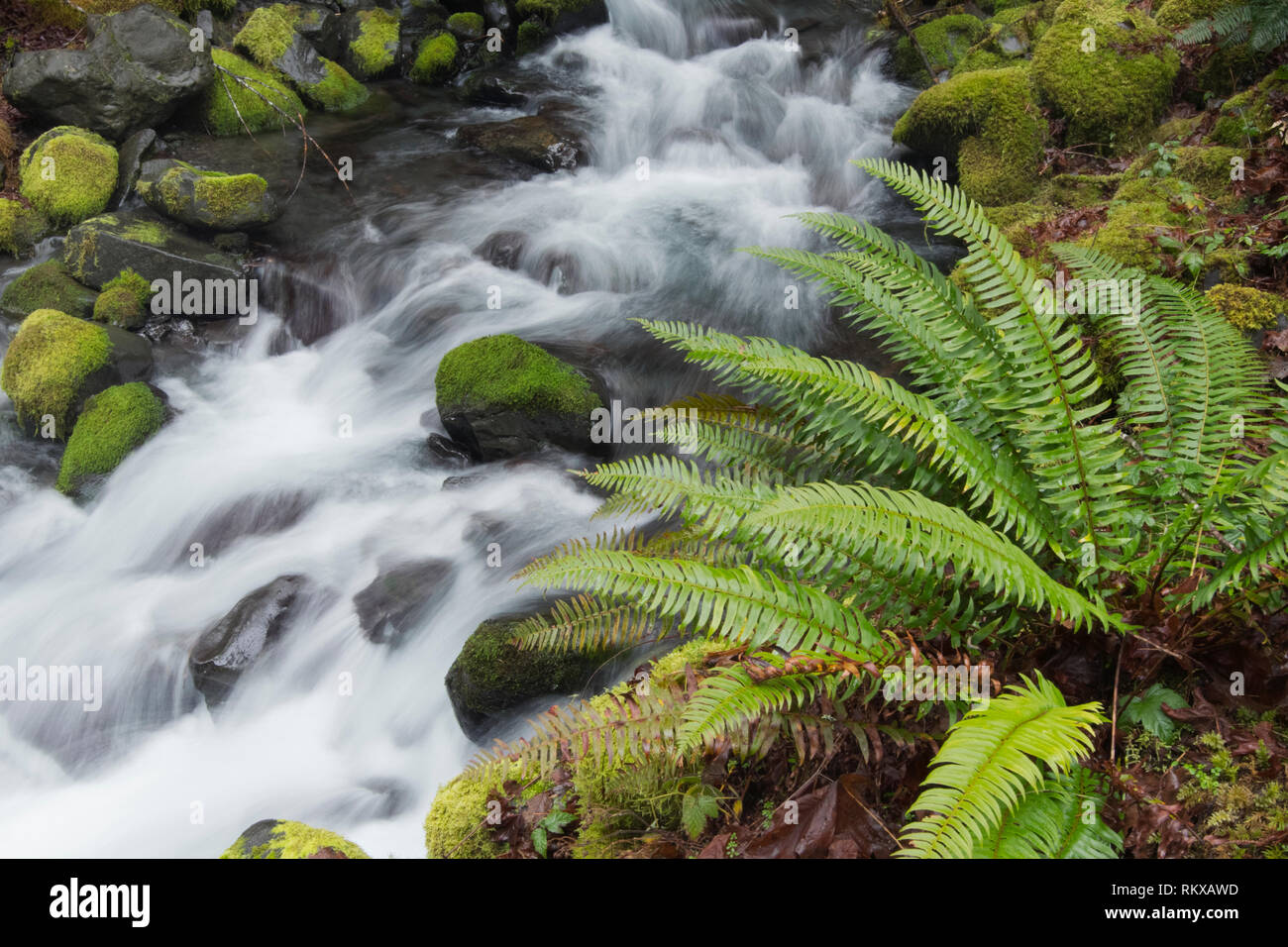 Spada fern e unnamed cascata, il Parco Nazionale di Olympic, Washington Foto Stock