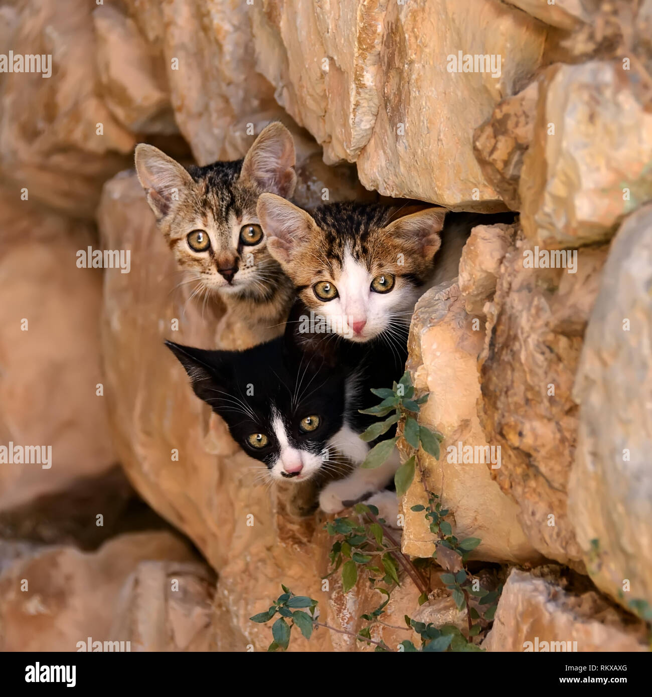 Tre curioso baby gattini il peering al di fuori di un nascondiglio in una parete rocciosa foro con occhi indiscreti, Grecia Foto Stock