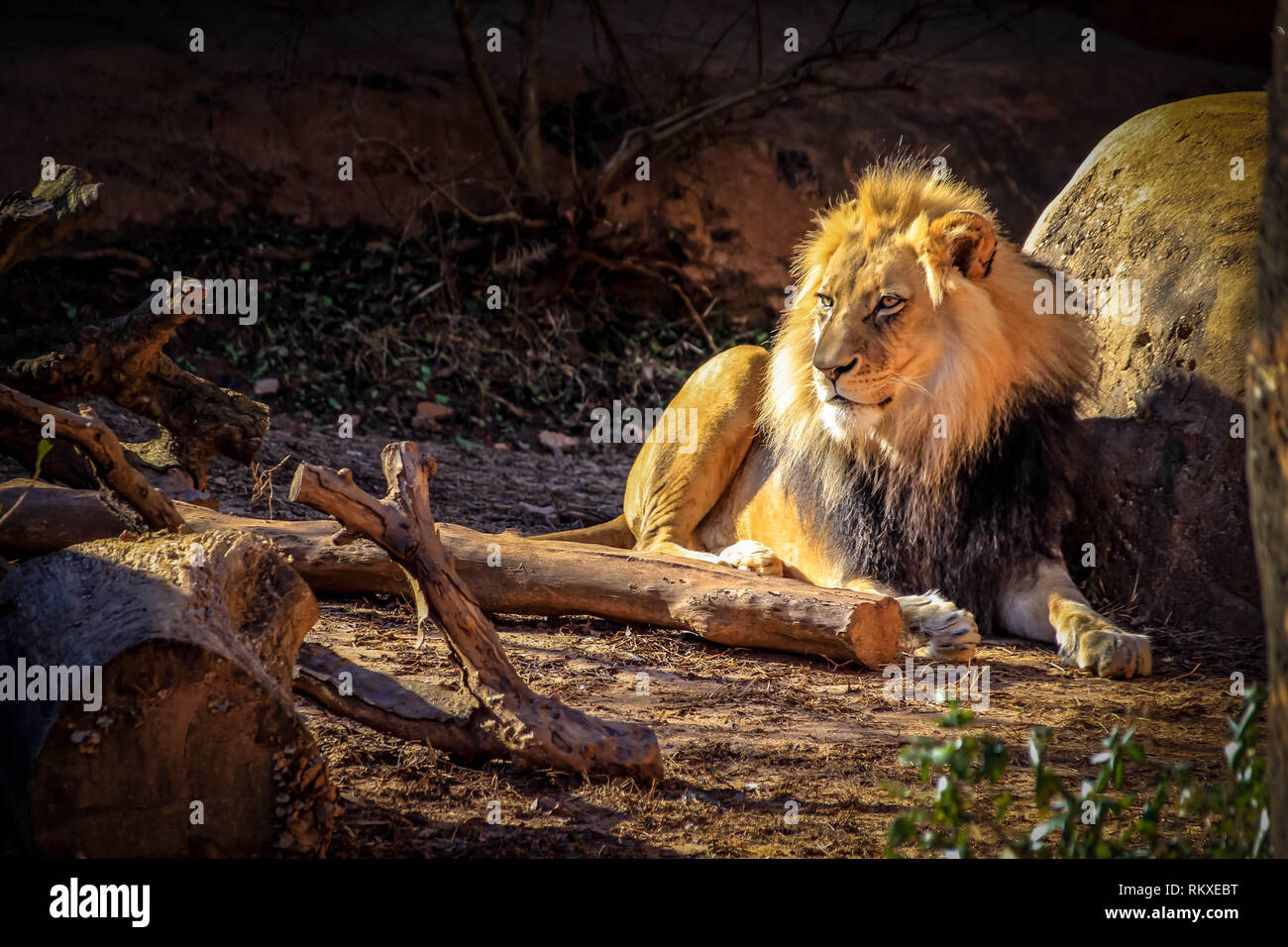 Un maschio di leone africano si trova al sole in un involucro allo zoo. Foto Stock